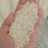 برنج طارم امرالهی شمال