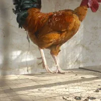 ۲۵مرغ وخروس درجه یک