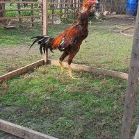 خروس لاری|حیوانات مزرعه|اسالم, |دیوار