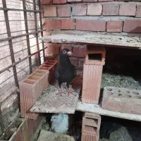 مایه کلاغ گوک سیستان