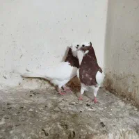 طوقی