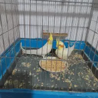 عروس هلندی جنس خوب تاج بزرگ|پرنده|فردوس (خراسان), |دیوار