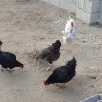 مرغ و خروس|حیوانات مزرعه|گمیشان, |دیوار