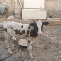 قلعه چنعان