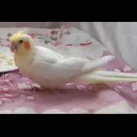 عروس هلندی نر لوتینو