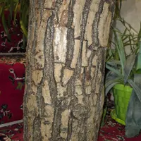 صندلی / کنده / نیمکت|صندلی و نیمکت|اصفهان, خانه اصفهان|دیوار
