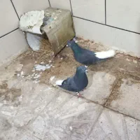 فروش نرماده دم سفید