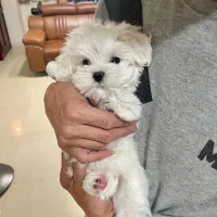 سگ شیتزو عروسکی کوچولو فی۴