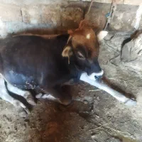 گوساله نر