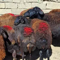 گوسفند جوان