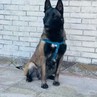 واگذاری مالینویزموادیاب