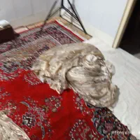 پرده|پرده، رانر، رومیزی|قم, شهرک مهدیه (مدرس)|دیوار