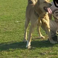 واگذاری سگ افغان ماده  نگهبان