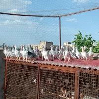 کبوتر هفرنگ