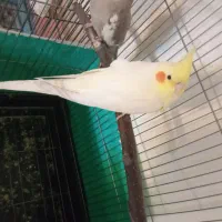 ۲عدد عروس هلندی نر|پرنده|ری, دیلمان|دیوار