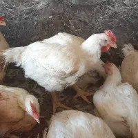 مرغ زنده|حیوانات مزرعه|شیراز, ده پیاله|دیوار