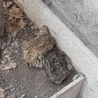 بلدرچین تخم گذار