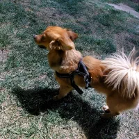 سگ اشپیتز روباهی گمشده،|سگ|کرمانشاه, |دیوار