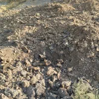 کودگاوی چندساله|خدمات باغبانی و درختکاری|سبزوار, کراب|دیوار