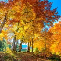 ۲۶ متر مغازه علامه