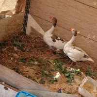 نروماده|حیوانات مزرعه|تهران, آذری|دیوار