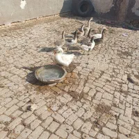 دو جفت قو غاز