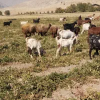 بز داشتی ابستن وکهره|حیوانات مزرعه|سیدان, |دیوار