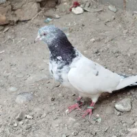 ماده گلدن فروشی