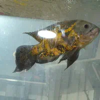 ماهی اسکار سایز مولد