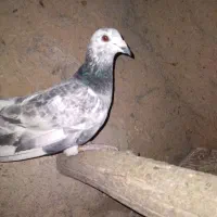 کبوتر|پرنده|گل تپه, |دیوار