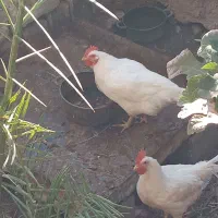 خروس فروشی ۳۵۰ تومن|حیوانات مزرعه|طبس, |دیوار