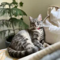 گربه گمشده خیابان رودباری رشت