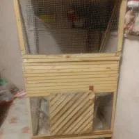 قفس با مرغ عشق