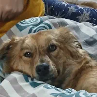 گمشده