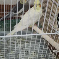 فروش سه عدد عروس هلندی|پرنده|کازرون, |دیوار