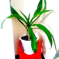 گل اشک ملکه|گل و گیاه طبیعی|شاهین‌شهر, خانه کارگر|دیوار