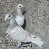 ساراوقون فری|پرنده|گنبد کاووس, |دیوار