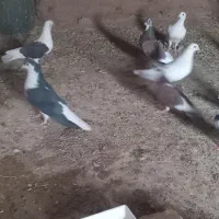 ۱۰کبوتر فروشی|پرنده|خوسف, |دیوار