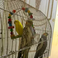 عروس هلندی|پرنده|مشهد, آزادشهر|دیوار