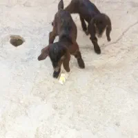 شنک دوقلو نر و ماده