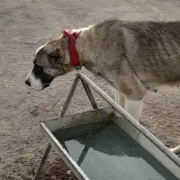 سگ گله|سگ|رفسنجان, |دیوار