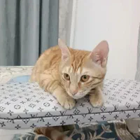 گربه گمشده محدوده رسالت|حیوانات|گنبد کاووس, |دیوار