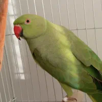 طوطی ملنگو سبز|پرنده|رستم‌آباد, |دیوار