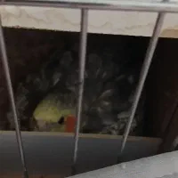 عروس هلندی نر ماده