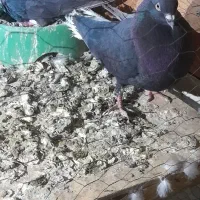 کفتر