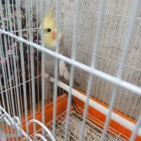 عروس هلندی