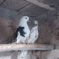 کبوتر|پرنده|مراغه, |دیوار