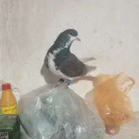 کبوتر شهری یال خوشرنگ سیاه سوسنی قهوه ای|پرنده|شیراز, شهرک جماران|دیوار