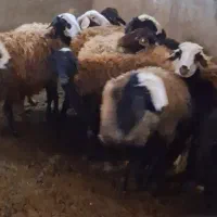 ۱۸ تا بره ماده آبستن