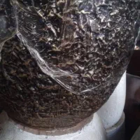 گل وگیاه اپارتمانی وباغچه|گل و گیاه طبیعی|شوش, |دیوار